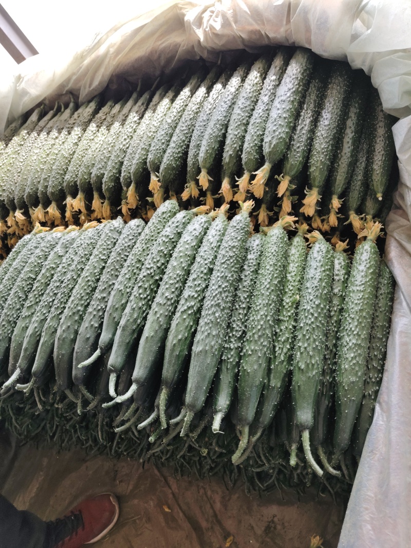 山东精品密刺黄瓜基地直供质量保证一手货源对接商超