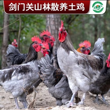 剑门关土鸡林下粮食喂养土鸡灰鸡