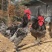 剑门关土鸡林下粮食喂养土鸡灰鸡