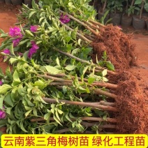 云南紫三角梅紫花三角梅杯苗袋苗脱土发货绿化工程苗木