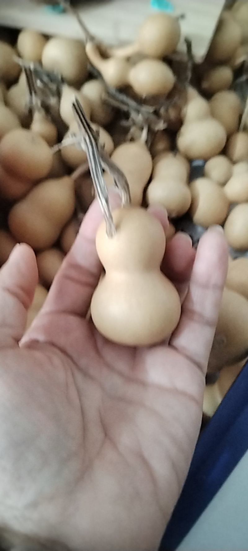 小美葫芦