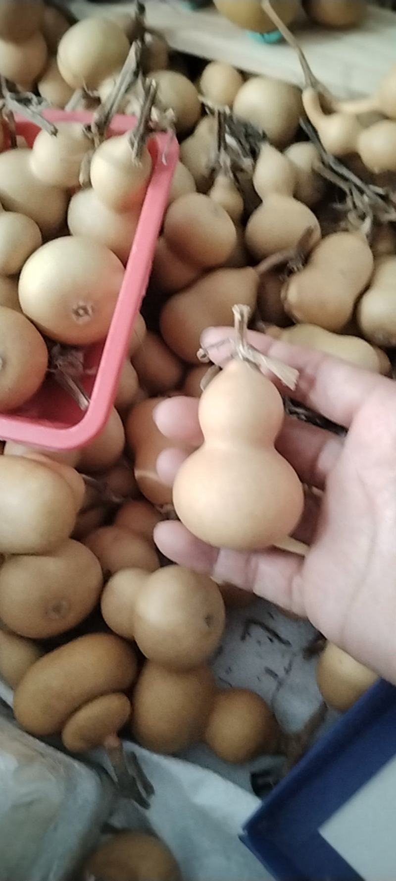 小美葫芦