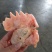 大冠公鸡头