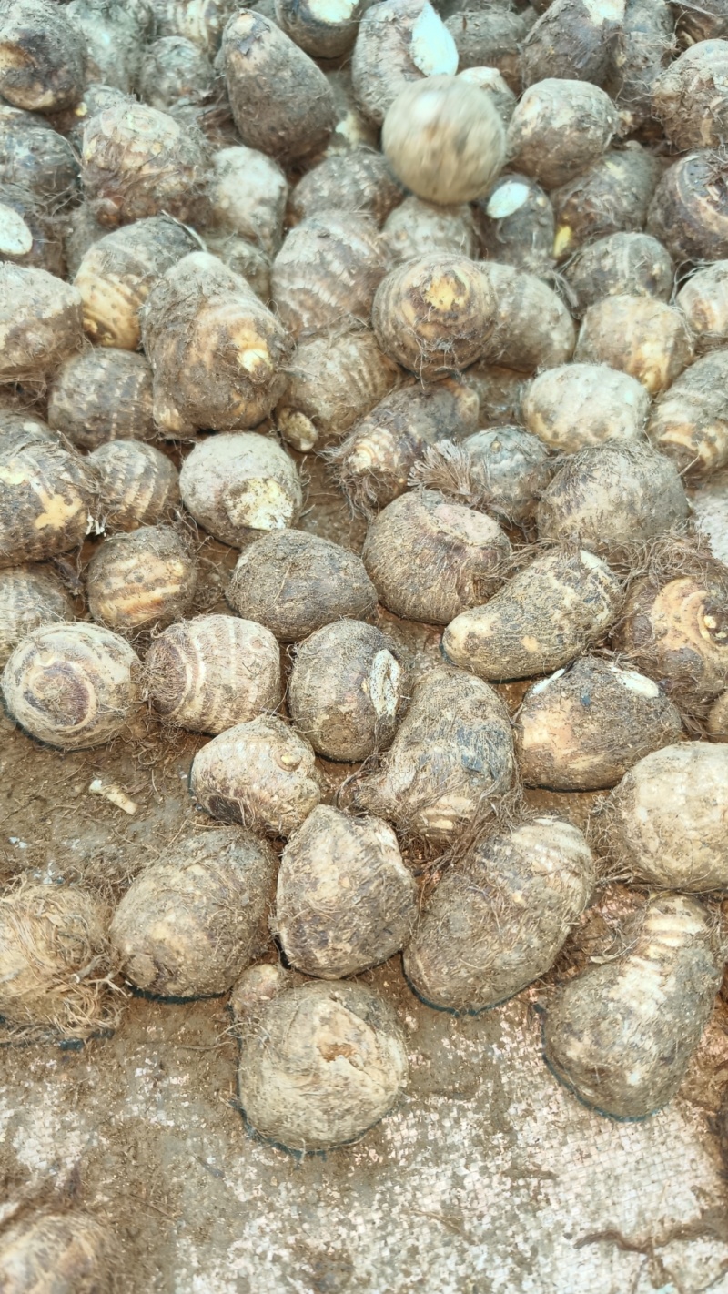 4.10号山东牛奶芋头价格暴跌，芋头销售难，芋头毛毛钱