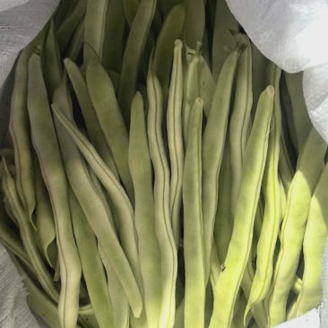 白不老精品大量上市