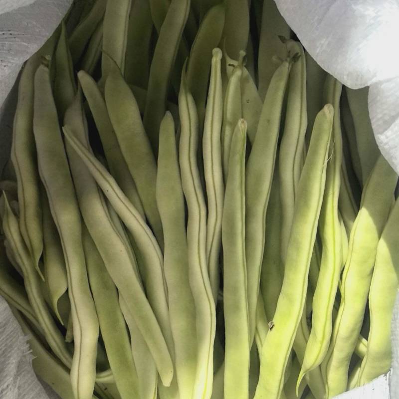 白不老精品大量上市