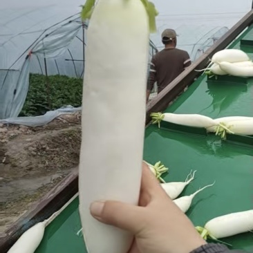 白萝卜大棚水洗无空心散装