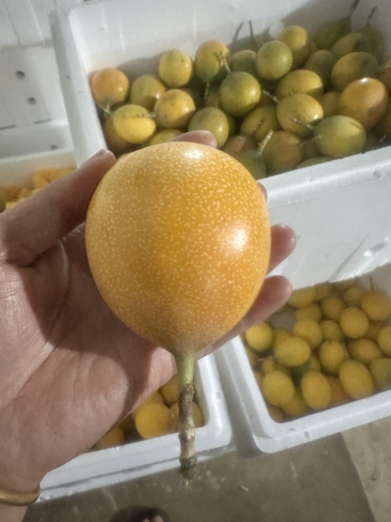 临沧热情果