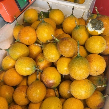 临沧热情果
