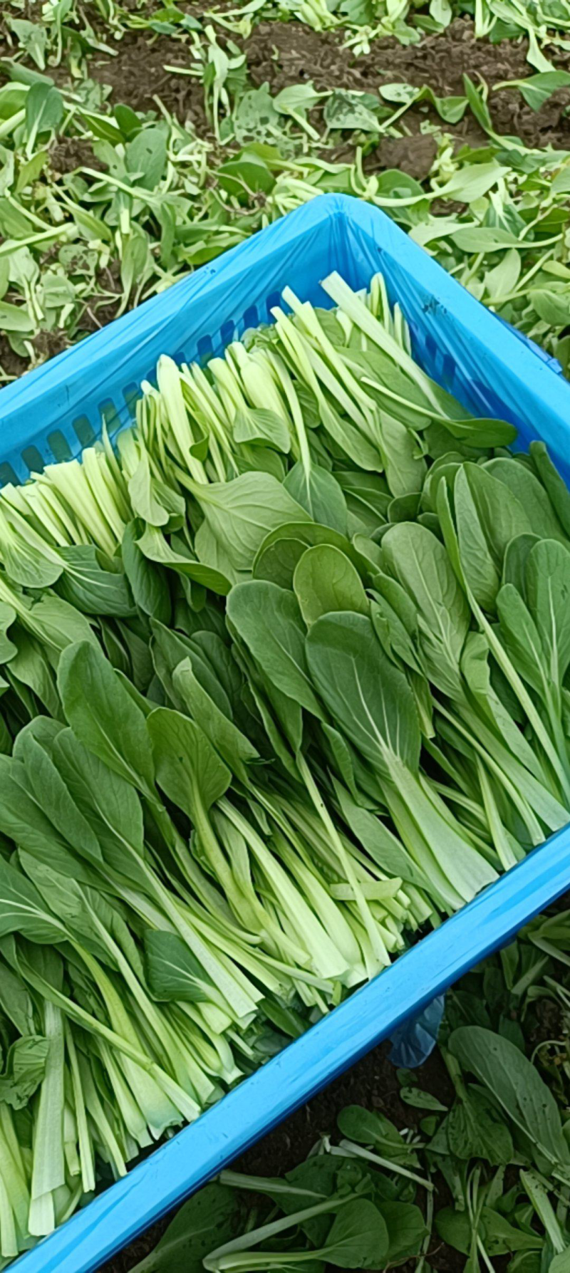 各色绿叶菜