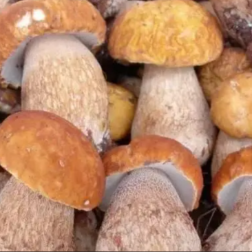 野生菌