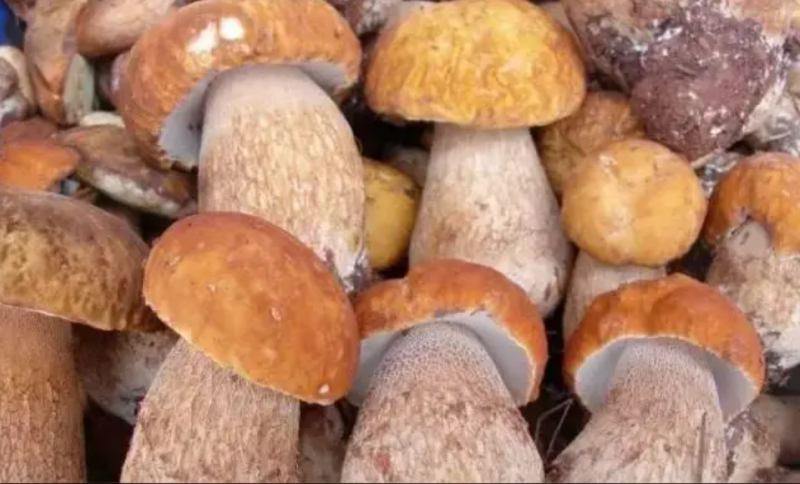 野生菌