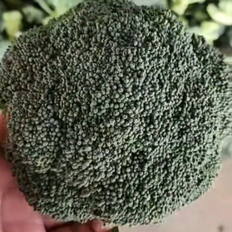 精品西蓝花