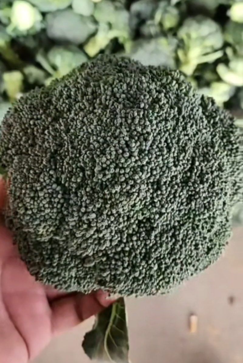 精品西蓝花