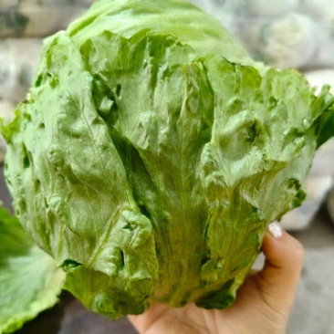 圆生菜