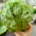 圆生菜