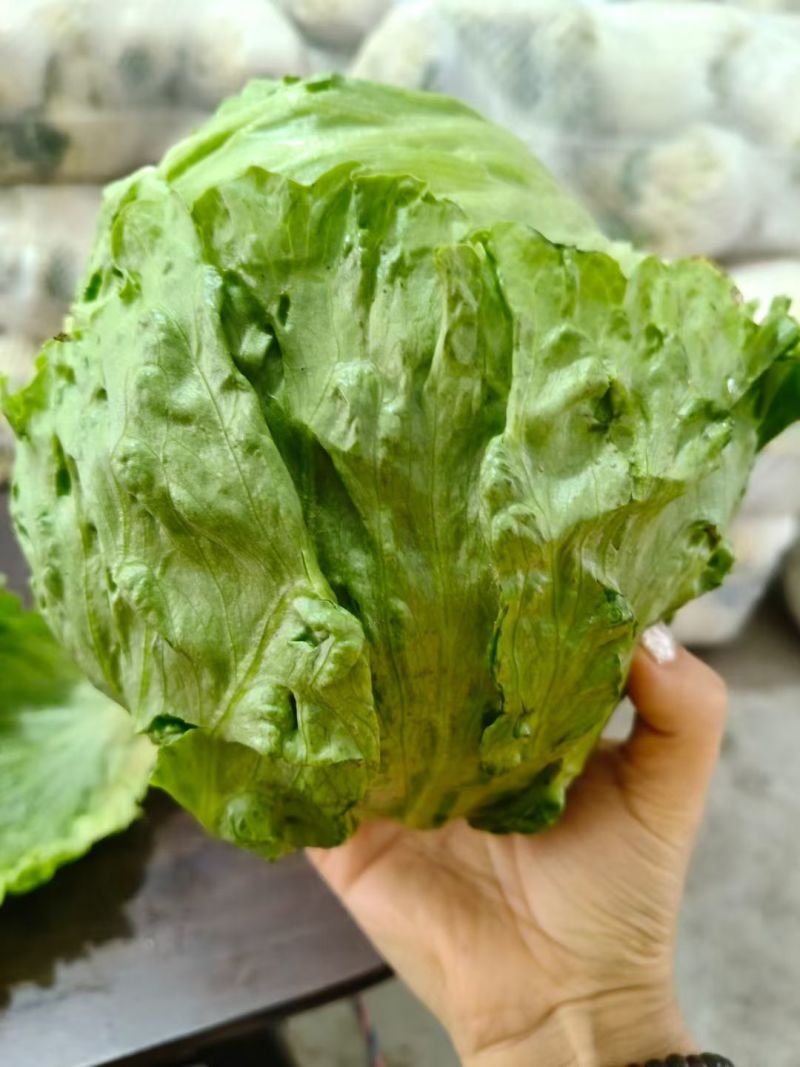 圆生菜