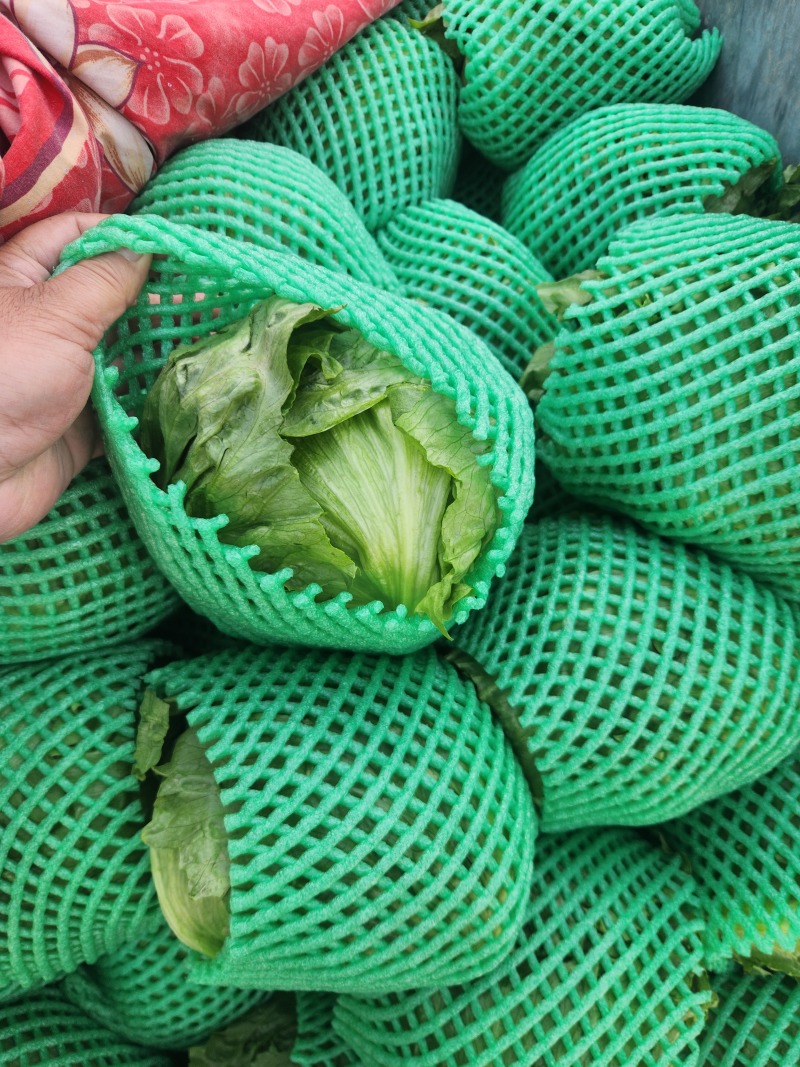 圆生菜