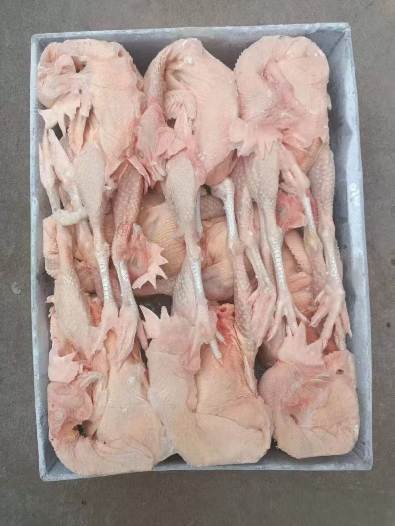 红毛老母鸡