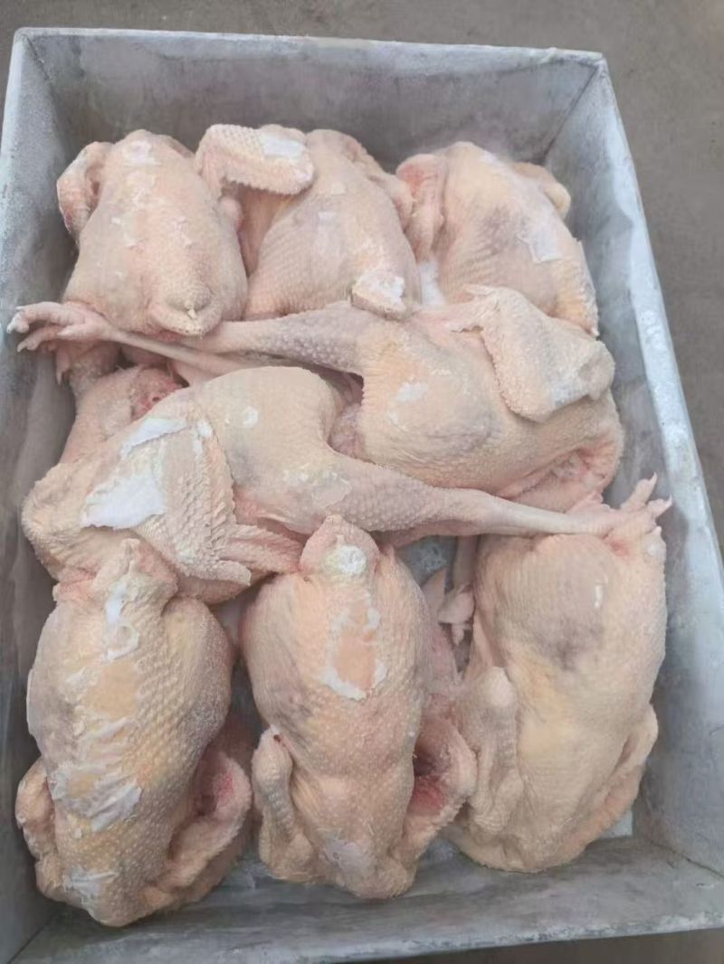 红毛老母鸡