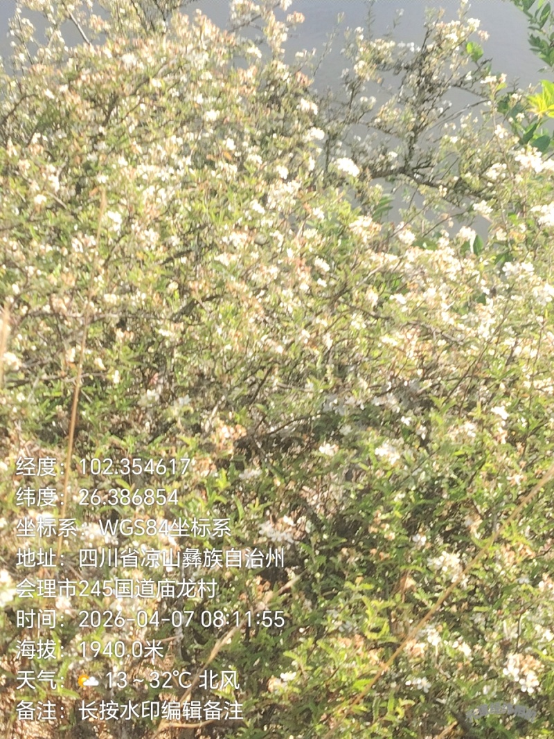 ***土蜂蜜