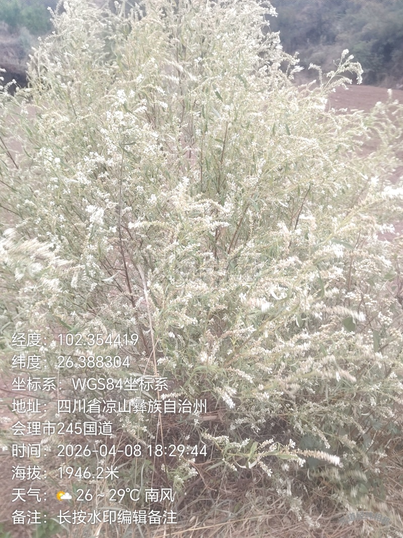 ***土蜂蜜