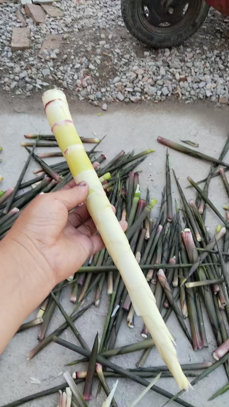 竹笋水竹笋带壳或是去壳加工都可以接单安排