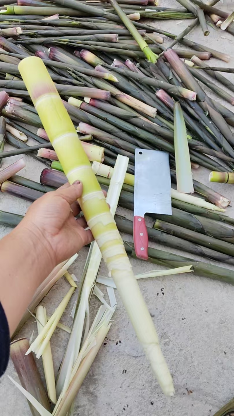 竹笋水竹笋带壳或是去壳加工都可以接单安排