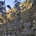 汶川，瑞雪，秦脆，爱妃，维纳斯。众成，青红脆李苗