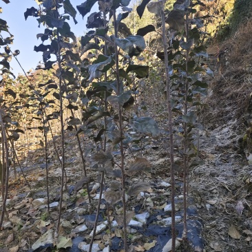 汶川，瑞雪，秦脆，爱妃，维纳斯。众成，青红脆李苗