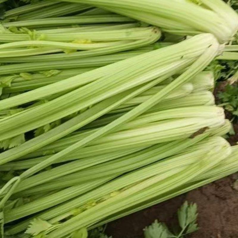 玻璃翠芹菜