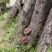 野生椴木香菇