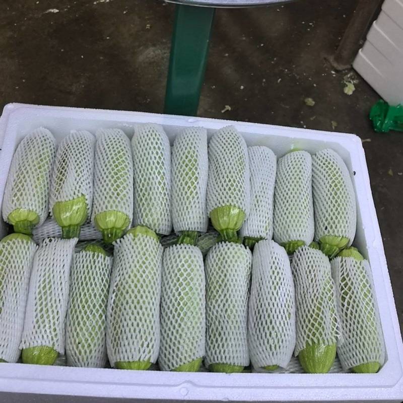 西葫芦