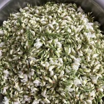 26年头茬洋槐花