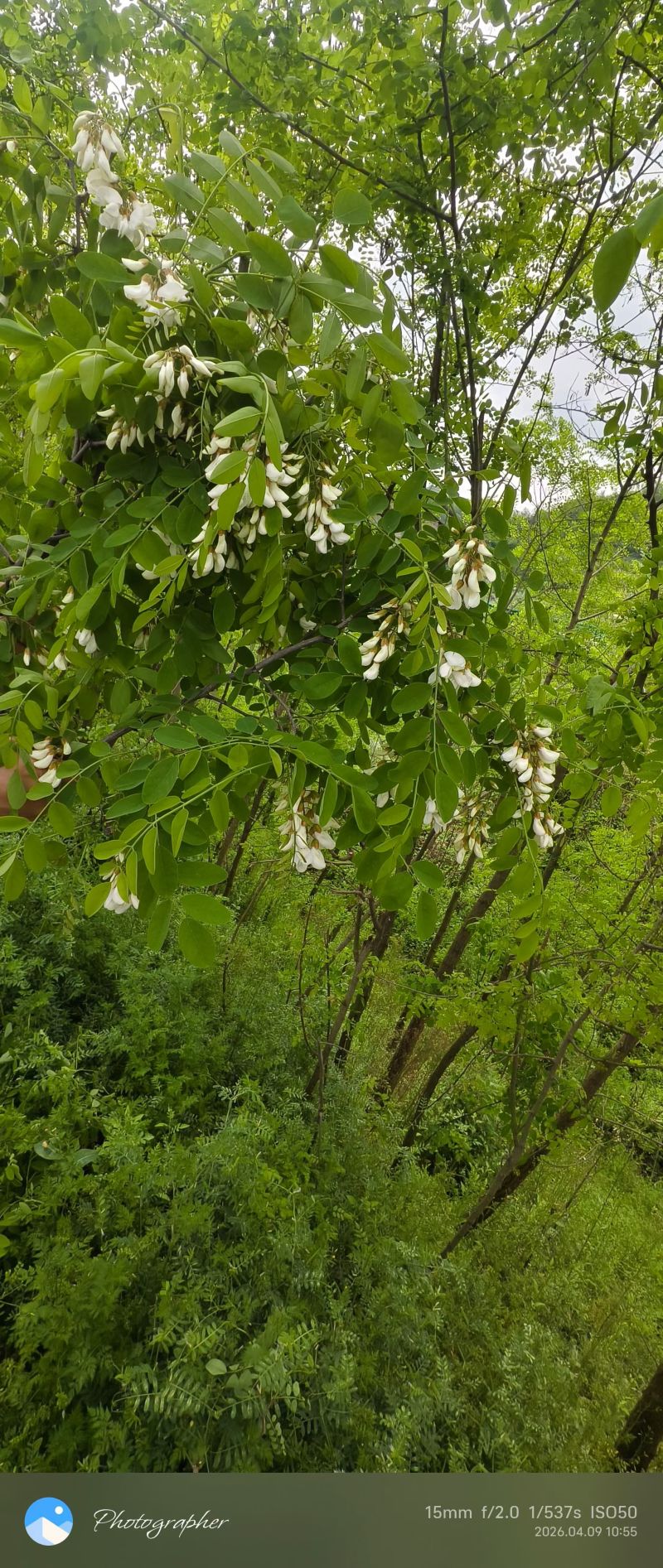26年头茬洋槐花