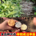 脱毒红薯苗:西瓜红龙9哈密19红瑶济薯26等
