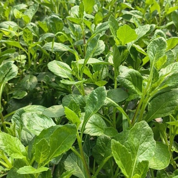 白凤菜（片仔癀草）
