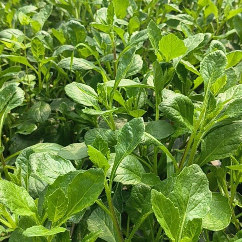 白凤菜（片仔癀草）