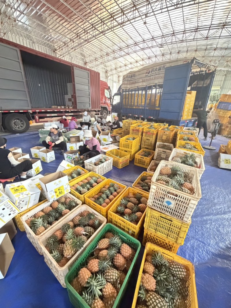 徐闻金钻凤梨全国一件代发源头产地直发，欢迎电商直播老板