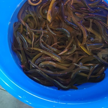 鳝鱼