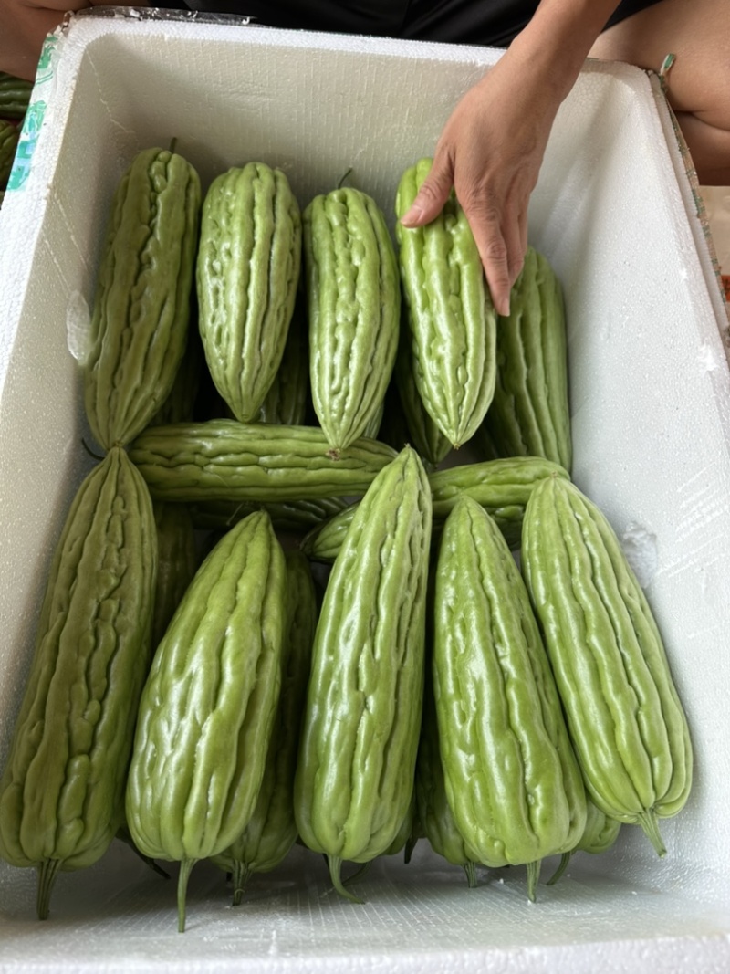 新苗苦瓜