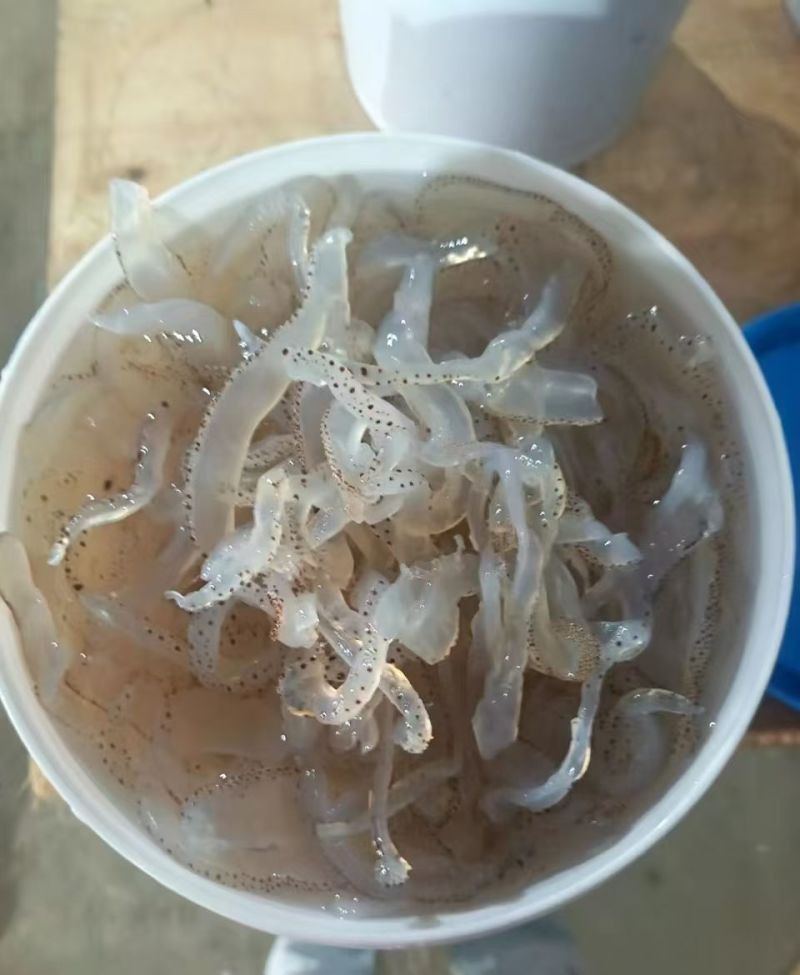精品海蜇丝渤海湾海蜇丝货源充足价格实惠欢迎联系订