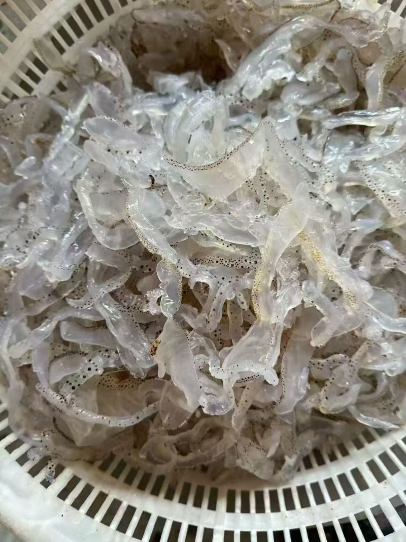 精品海蜇丝渤海湾海蜇丝货源充足价格实惠欢迎联系订