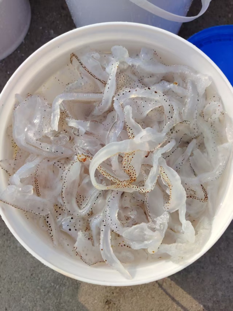 精品海蜇丝渤海湾海蜇丝货源充足价格实惠欢迎联系订