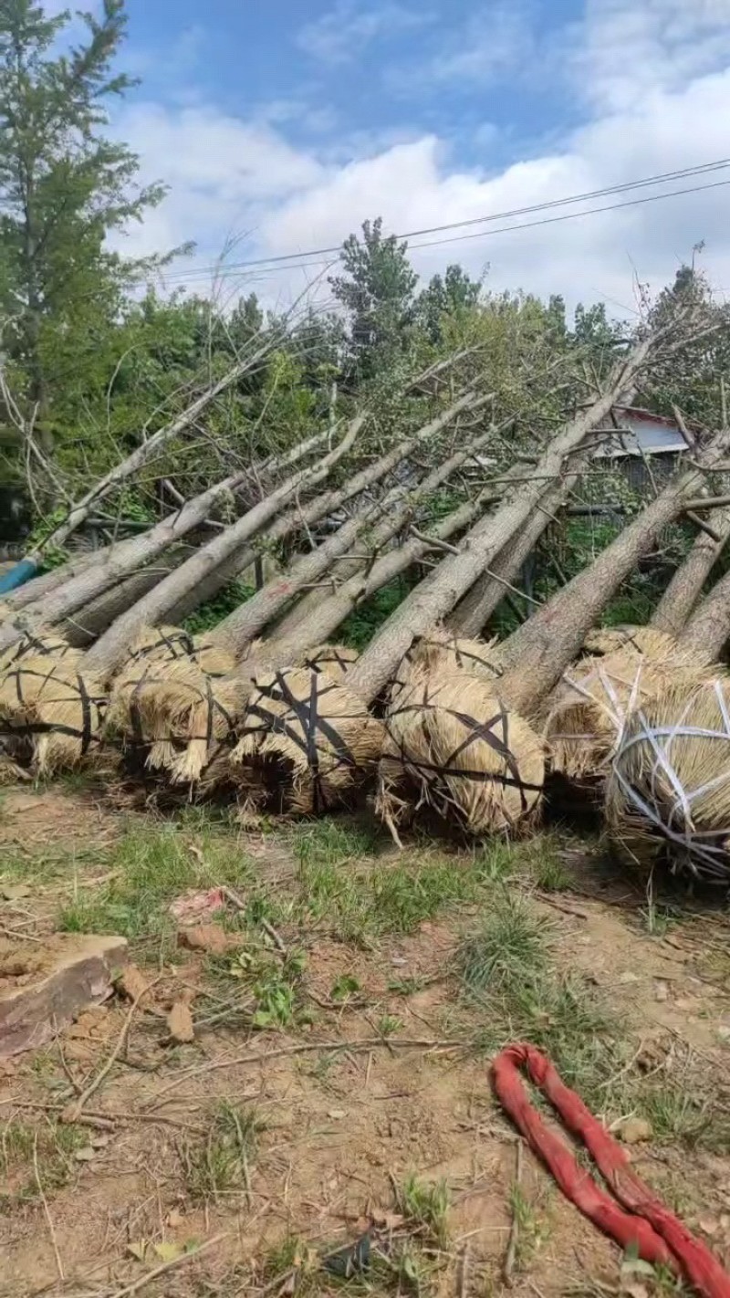 江苏银杏欢迎联系品质保证诚信经营量大优惠