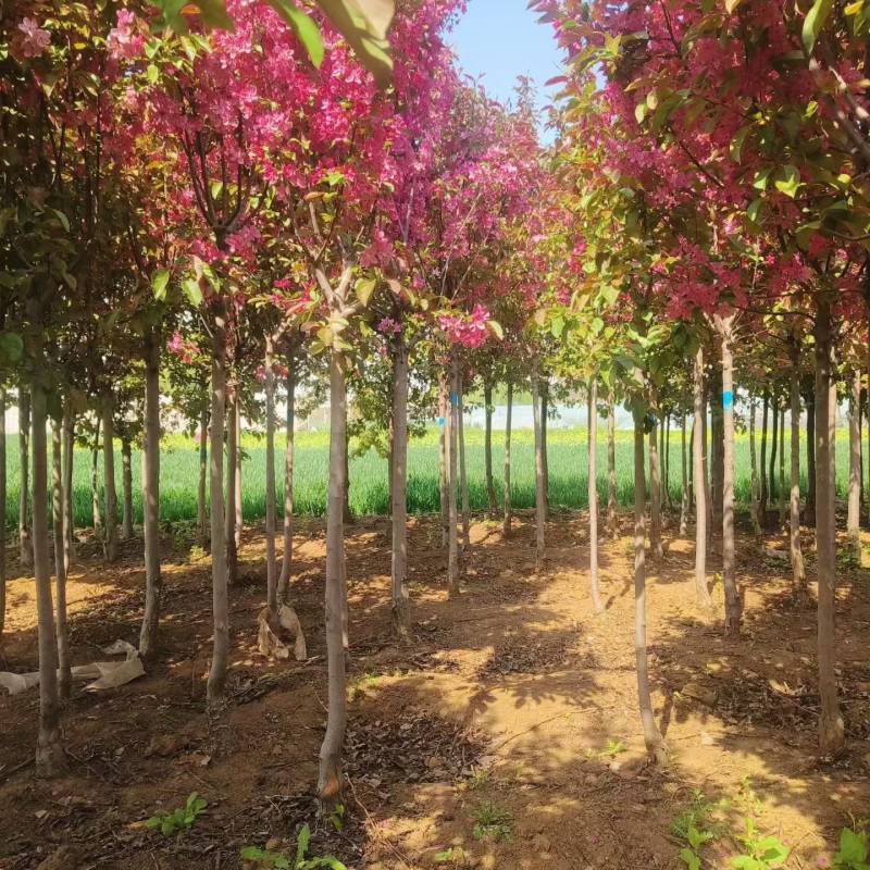 绿化苗木绚丽海棠！基地批发基地！适合庭院花园别墅种植观赏