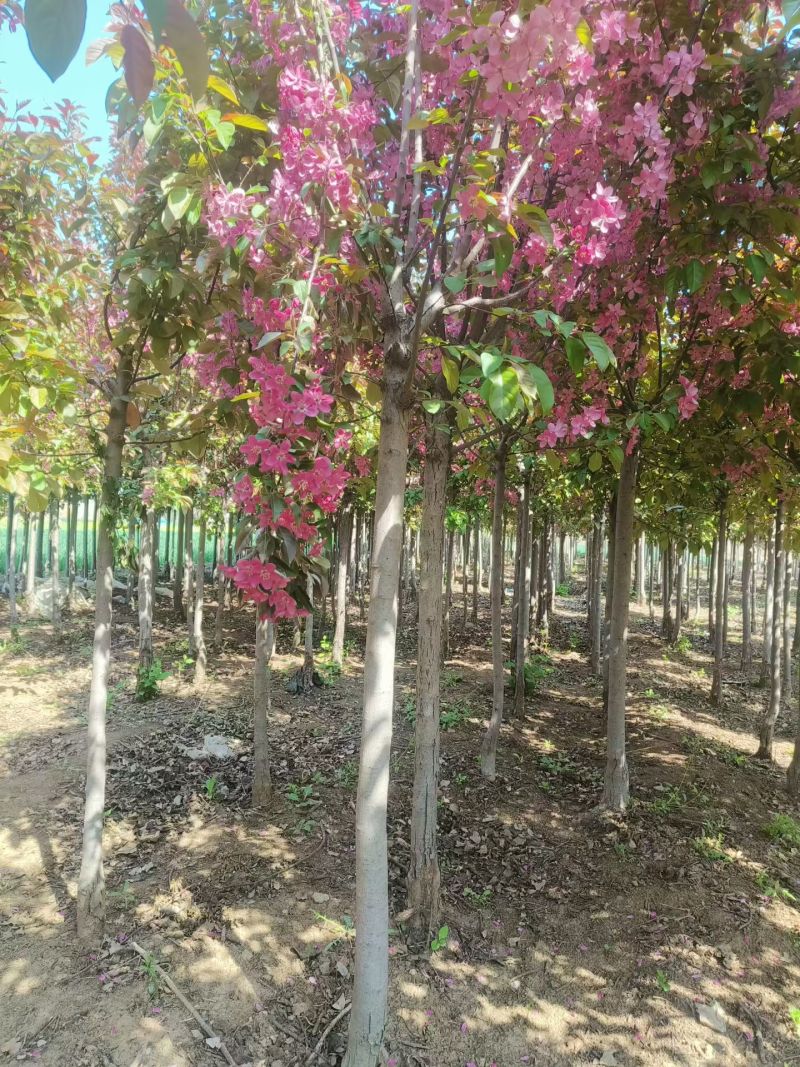 绿化苗木绚丽海棠！基地批发基地！适合庭院花园别墅种植观赏