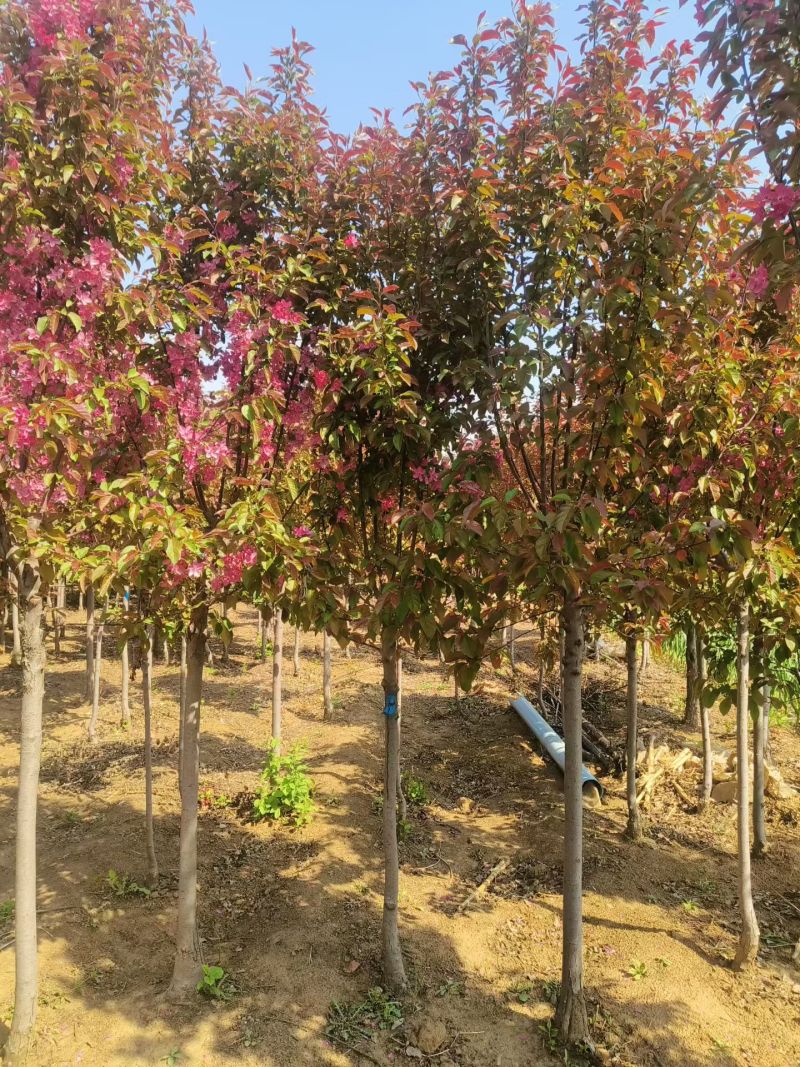 绿化苗木绚丽海棠！基地批发基地！适合庭院花园别墅种植观赏