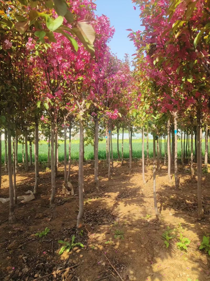 绿化苗木绚丽海棠！基地批发基地！适合庭院花园别墅种植观赏