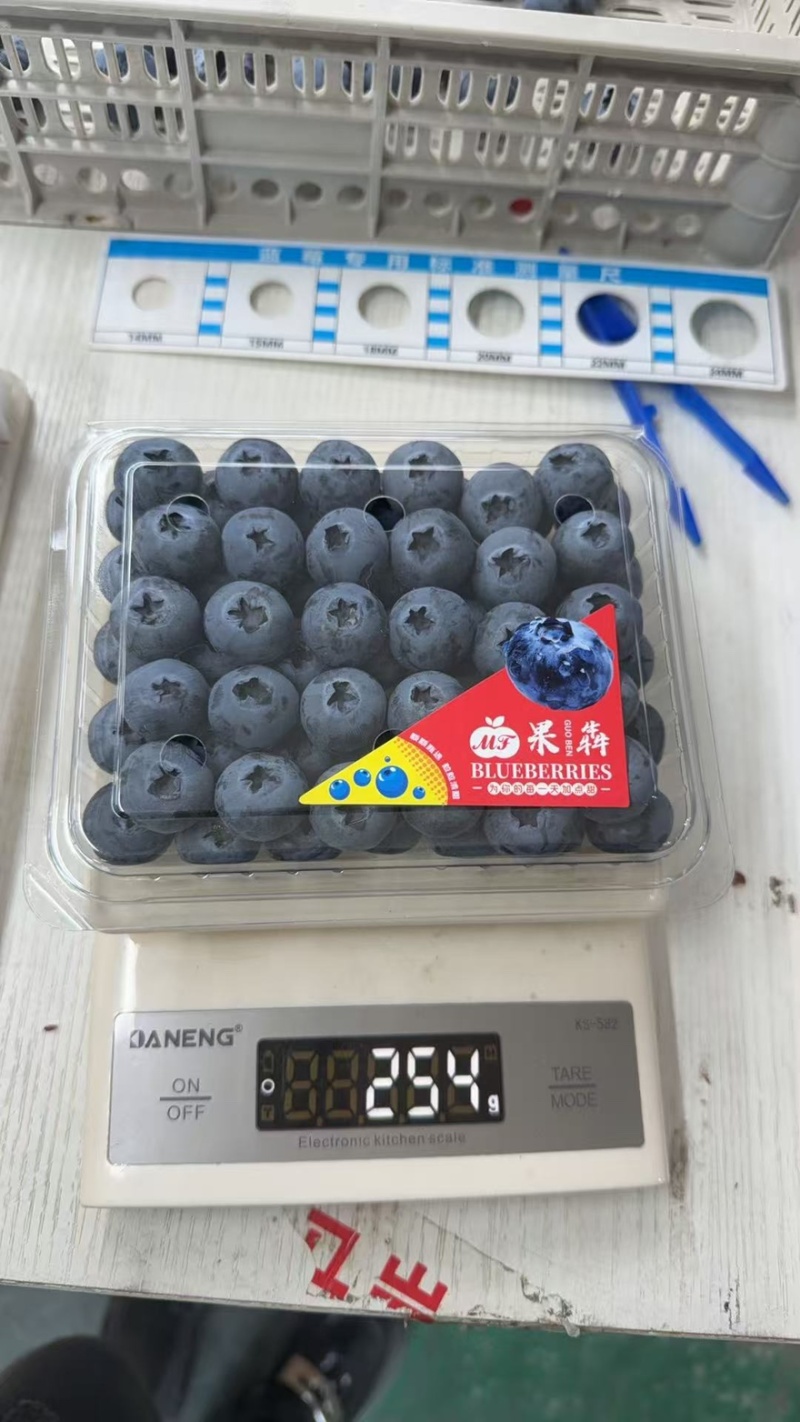 丹东蓝莓L11扁盒八合一产地直发价格美丽欢迎选购
